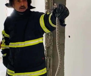 Binaya giren yılan, doğal yaşam alanına bırakıldı