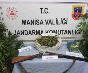 Kula’da uyuşturucu operasyonu: 386 kök kenevir, 473 gram esrar ele geçirildi