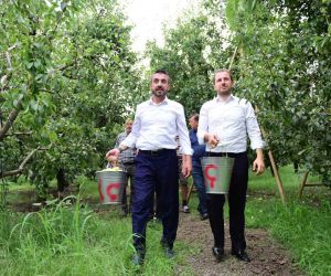 Bursa’da armut hasadı başladı... İlk meyveler Milletvekili Kılıç ve Başkan Tanır’dan