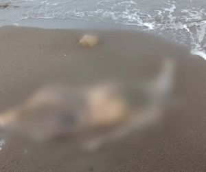 Sahilde dolaşan muhtar deniz kenarında ceset buldu