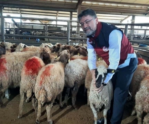 Bakan Yumaklı depremzedelere küçükbaş hayvan dağıttı