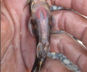 Habur Çayı’nda ’İğneli bodur yayın balığı’ amatör balıkçıların ağına takıldı