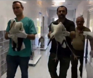 Göç sırasında yaralanan leylekler, tedavisinin ardından doğaya bırakıldı