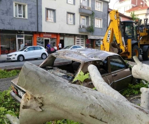 Tavşanlı’da asırlık ağacın dalı kırılarak araçların üzerine düştü