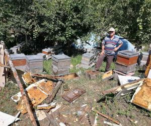 Aç kalan ayı köye indi: Kovanlardaki arıları telef etti