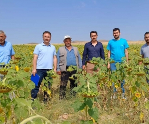 Hibe destekli tohum dağıtımı yapılan arazilerde inceleme yapıldı