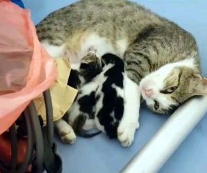 Anne kedinin yavruları için yaptığı fedakarlık duygulandırdı