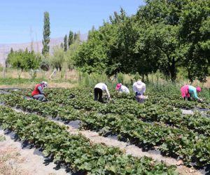 Erzincan’da çilek hasadı