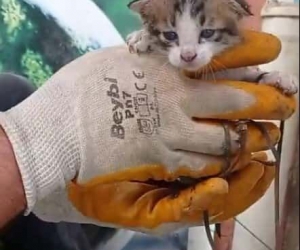 Yağmur borusuna sıkışan yavru kediyi market çalışanları kurtardı