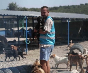  Pandemide dost ve arkadaş olan cins köpekler kaderine terk edildi, yüzlerce üretim çiftliği kapandı