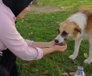 Sıcaktan bunalan köpeğe elleriyle su içirdi