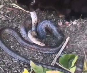 Yavru kedi, 2 metrelik yılanı yakalayıp yemeye çalıştı