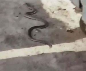 Ankara’da sokakta görülen yılan korkuttu