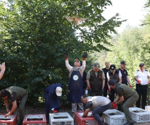 Popülasyonu azalıyordu, 500 sülün doğa ile buluştu
