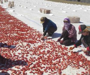 Batman’da ilk defa ekilen kurutmalık domates gençlere iş olanağı sağlıyor