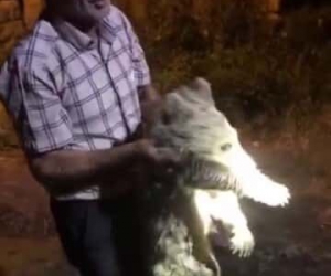 Ayı yavrusu köye indi