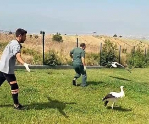 Tedavileri tamamlanan 2 leylek özgürlüğe kanat çırptı