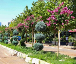 Diyarbakır’da refüj ve kavşaklar oya ağaçları ile renklendi