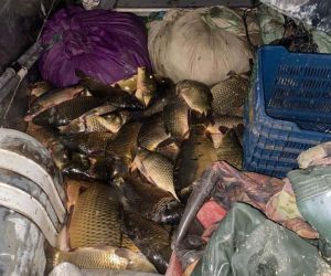 Kaçak balık avcılarına suçüstü baskın