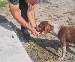 Hayvansever vatandaş sıcaktan bunalan köpeğe elleriyle su içirdi