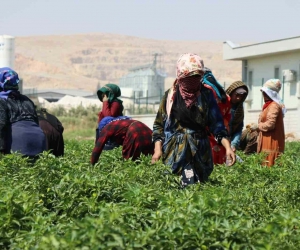 Belediyenin sera ve tarlalarında biber hasadı başladı