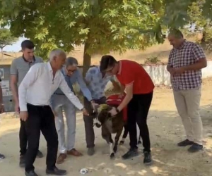 Cumhurbaşkanı Erdoğan için adak kestiler