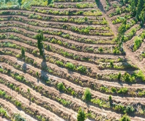 Artvin’de bozuk orman sahaları ve doğal afetlerde zarar görmüş alanlar fidan dikimi için hazırlanıyor
