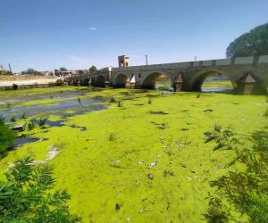 Edirne’de Tunca Nehri kirlilikten yeşile büründü