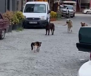 Cesur kedi boyundan büyük 3 köpeğe kafa tutup sokaktan geçirmedi