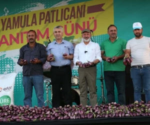 Yamula Patlıcan Festivali’ne 10 Binlerce Kişi Katıldı