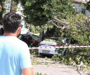 Asırlık çınar ağacının kırılan dalı 5 araçta hasara yol açtı