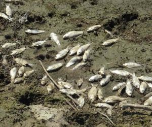  Çınarcık Barajı’nı besleyen Kocasu Deresi’nde balık ölümleri