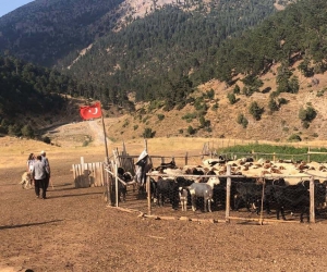 Göçerler 15-20 bin lira maaşla çoban bulamıyor