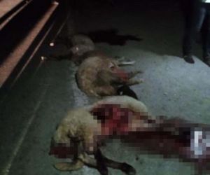Van’da otomobil sürüye çarptı: 15 koyun telef oldu