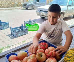 Ata tohumu organik pembe domates satarak okul harçlığını çıkartıyor