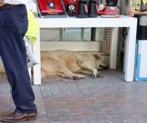 Sıcaktan yorgun düşen sevimli köpek masa altına sığındı