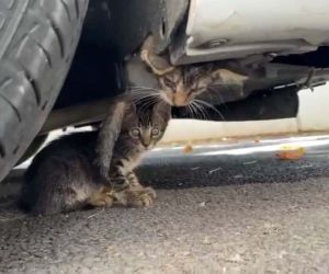 Güngören’de araç motoruna sıkışan kedi kurtarıldı