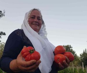 Lezzetiyle vazgeçilmez olan coğrafi işaretli maniye domatesinde hasat sürüyor