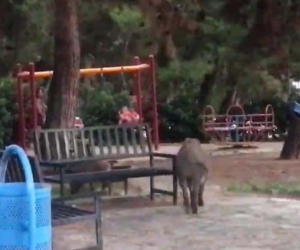 Çocuklar parkta oynadı, domuz sürüsü yiyecek aradı