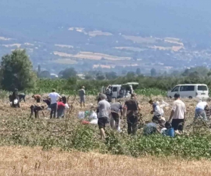 İnegöl'de zarar eden çiftçi patatesleri tarlada bıraktı!