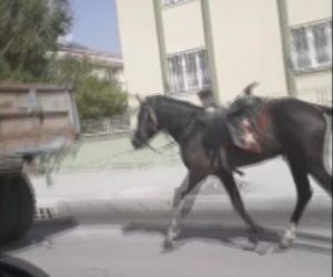 Vicdansız sürücü römorkun arkasına bağladığı atı kilometrelerce koşturdu