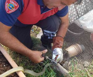Sinop’ta ağa takılan yılan kurtarıldı