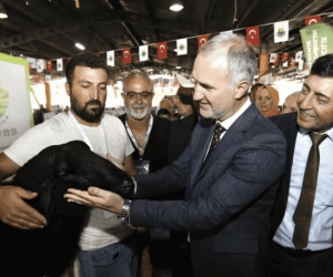 İnegöl’de küçükbaş hayvancılık festivali başlıyor