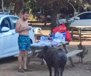 Milli parkta tatilciler domuzları elleriyle besliyor