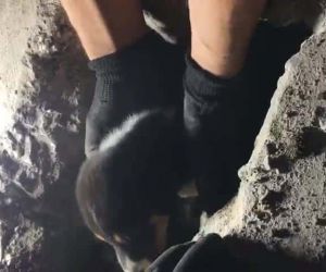 Yaramaz yavru köpek, darbeli matkapla kurtarıldı