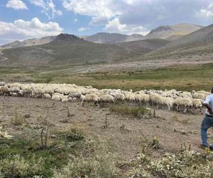 Malatya’da 25 bin TL’ye çoban bulunamıyor