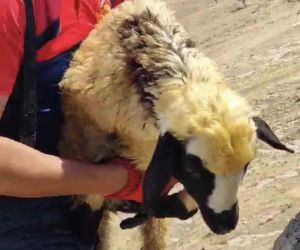 Mardin’de 2 koyun, 3 gün sonra 2 saatlik çalışmayla kurtarıldı