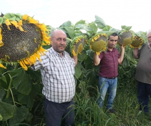 Ay çekirdeği çiftçinin yüzünü güldürecek