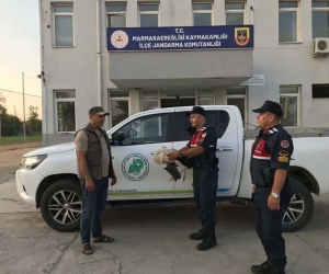 Jandarma yaralı leylek buldu
