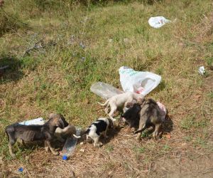 Sinop Mertoğlu köyünde başıboş köpek sorunu